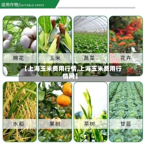 【上海玉米费用行情,上海玉米费用行情网】-第2张图片