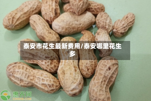 泰安市花生最新费用/泰安哪里花生多
