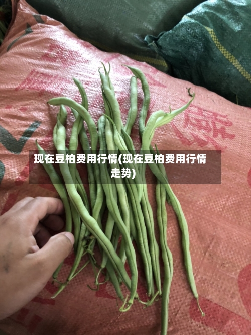 现在豆柏费用行情(现在豆柏费用行情走势)