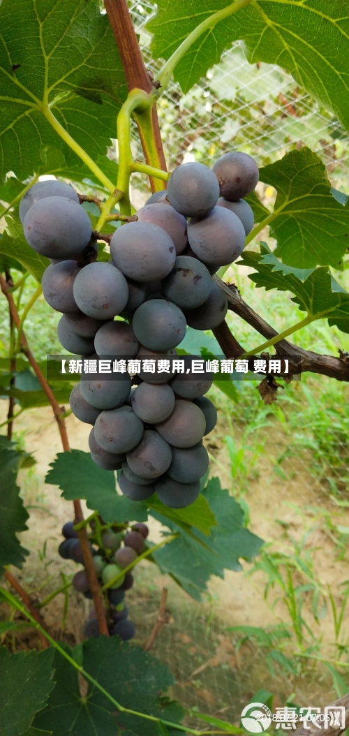 【新疆巨峰葡萄费用,巨峰葡萄 费用】-第3张图片