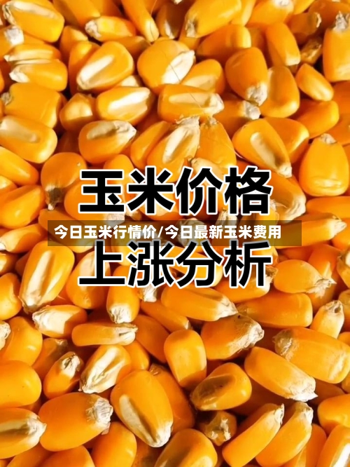 今日玉米行情价/今日最新玉米费用