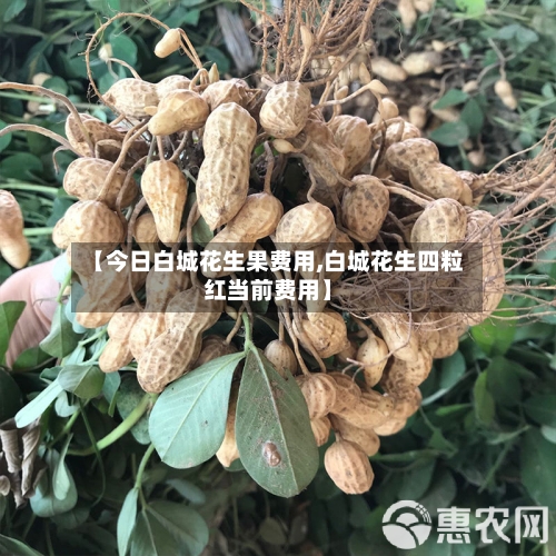 【今日白城花生果费用,白城花生四粒红当前费用】-第2张图片