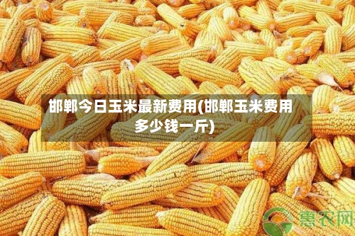 邯郸今日玉米最新费用(邯郸玉米费用多少钱一斤)