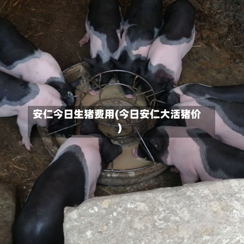 安仁今日生猪费用(今日安仁大活猪价)-第2张图片