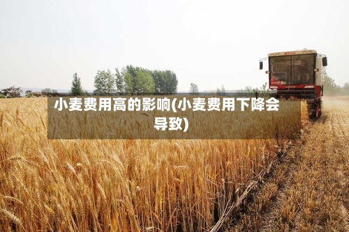 小麦费用高的影响(小麦费用下降会导致)-第2张图片