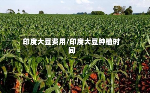 印度大豆费用/印度大豆种植时间
