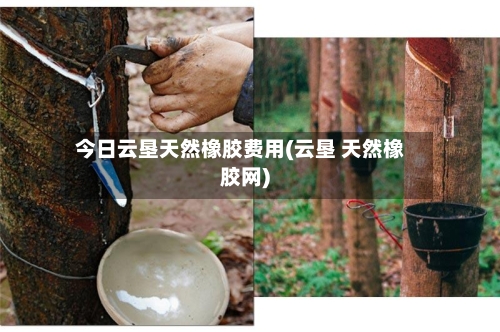 今日云垦天然橡胶费用(云垦 天然橡胶网)-第2张图片