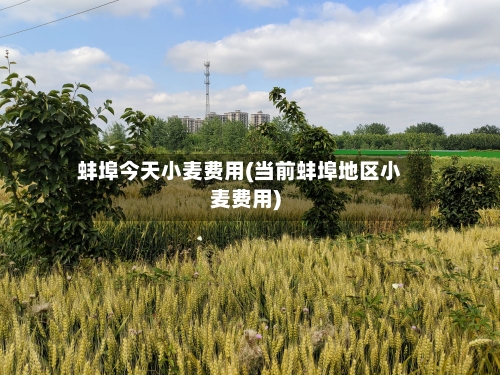 蚌埠今天小麦费用(当前蚌埠地区小麦费用)-第2张图片