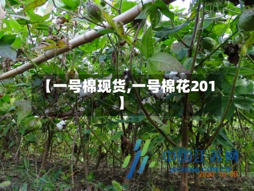 【一号棉现货,一号棉花201】
