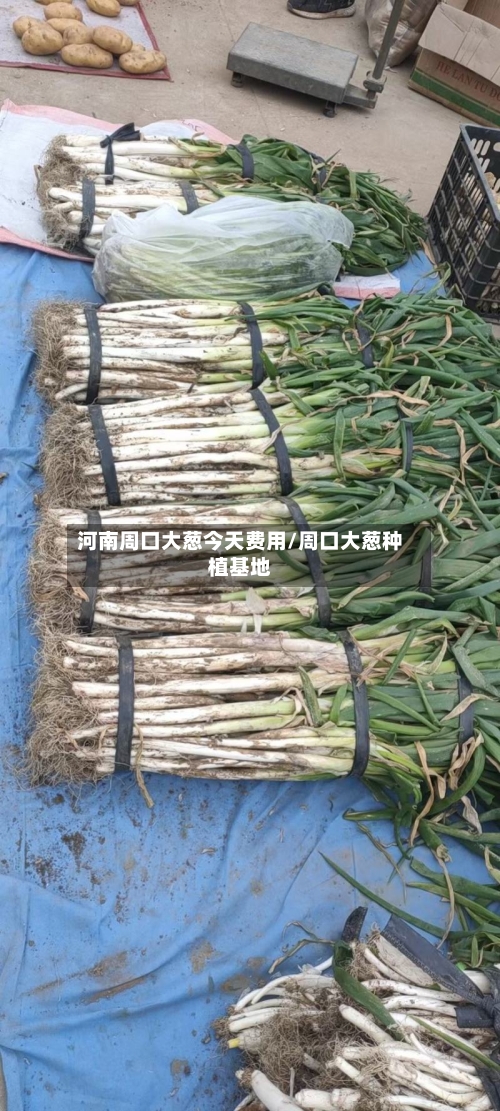 河南周口大葱今天费用/周口大葱种植基地-第2张图片