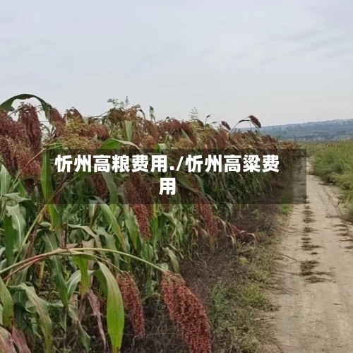 忻州高粮费用./忻州高粱费用-第3张图片