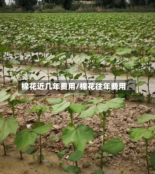 棉花近几年费用/棉花往年费用
