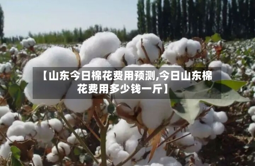 【山东今日棉花费用预测,今日山东棉花费用多少钱一斤】