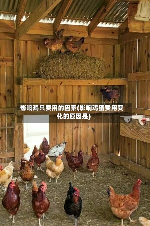 影响鸡只费用的因素(影响鸡蛋费用变化的原因是)-第3张图片