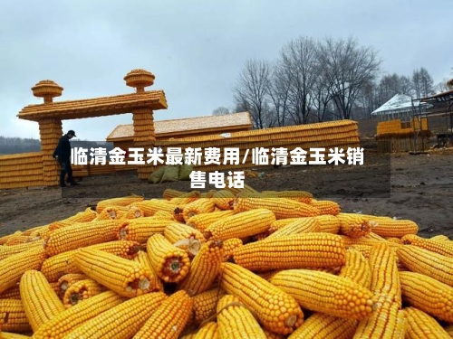 临清金玉米最新费用/临清金玉米销售电话-第2张图片