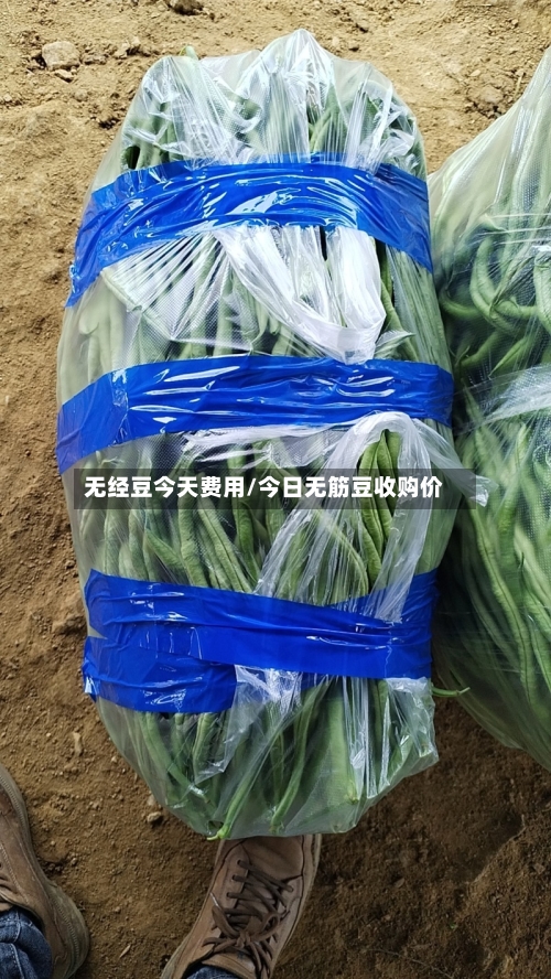 无经豆今天费用/今日无筋豆收购价