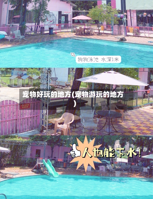宠物好玩的地方(宠物游玩的地方)-第3张图片