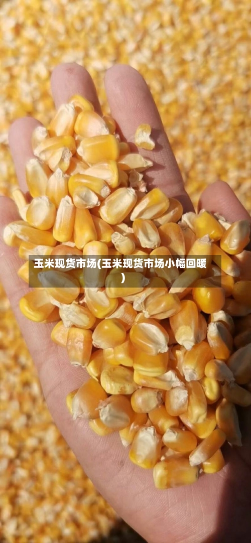 玉米现货市场(玉米现货市场小幅回暖)-第2张图片