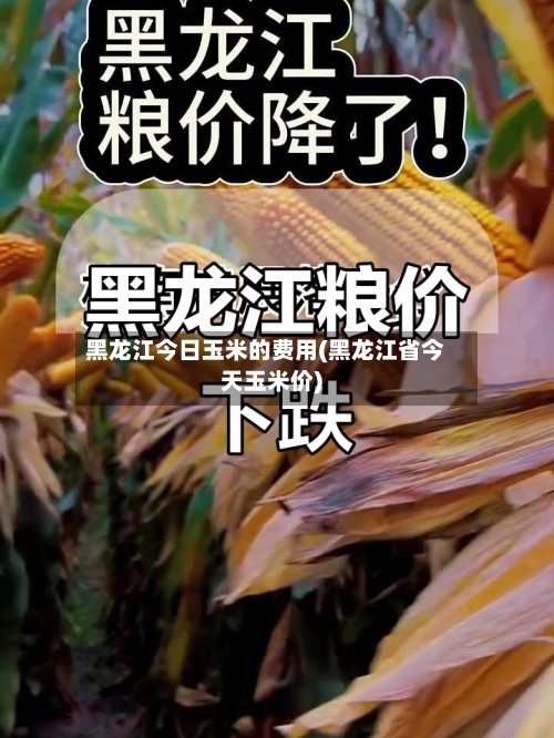 黑龙江今日玉米的费用(黑龙江省今天玉米价)