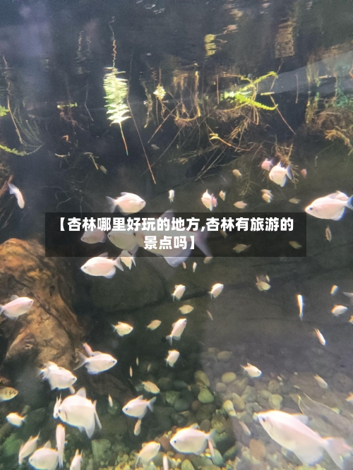 【杏林哪里好玩的地方,杏林有旅游的景点吗】-第2张图片