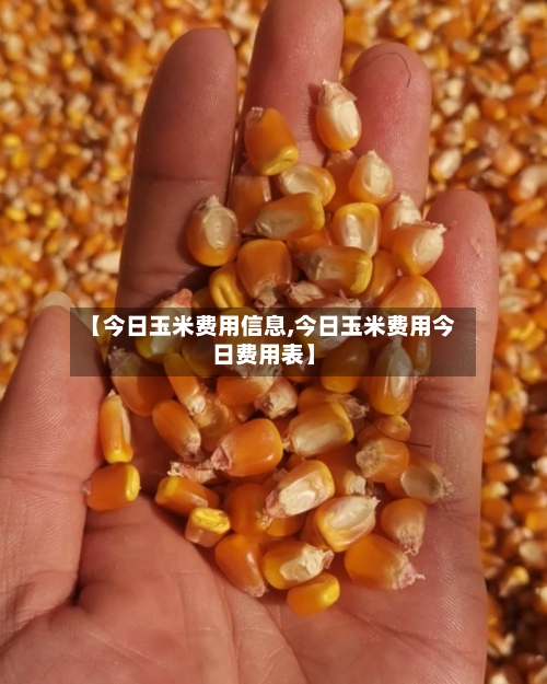 【今日玉米费用信息,今日玉米费用今日费用表】
