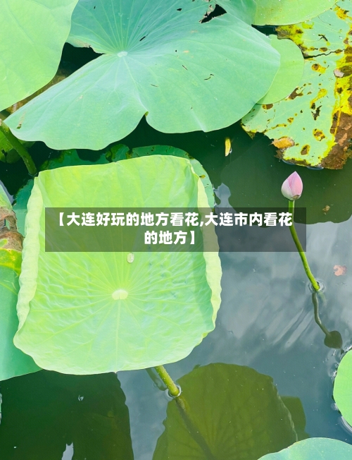 【大连好玩的地方看花,大连市内看花的地方】