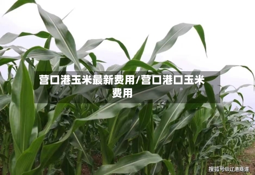 营口港玉米最新费用/营口港口玉米费用