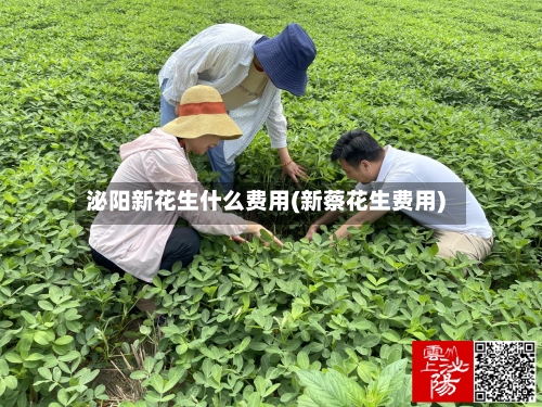 泌阳新花生什么费用(新蔡花生费用)-第3张图片
