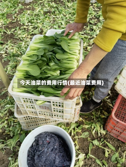 今天油菜的费用行情(最近油菜费用)
