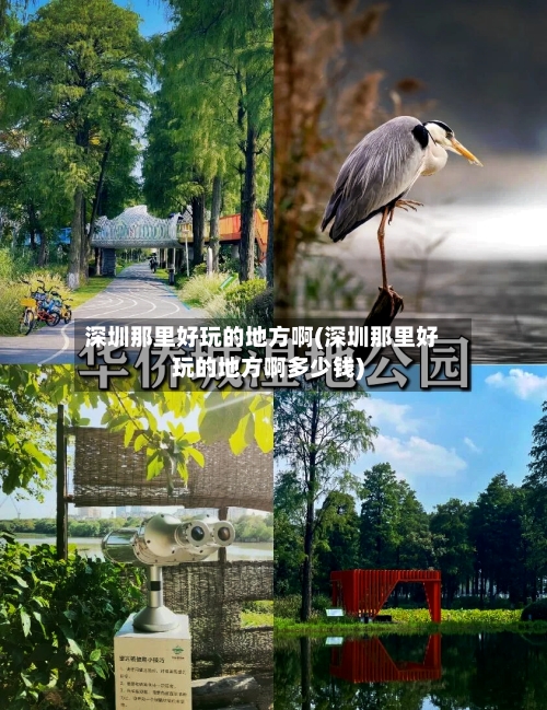 深圳那里好玩的地方啊(深圳那里好玩的地方啊多少钱)