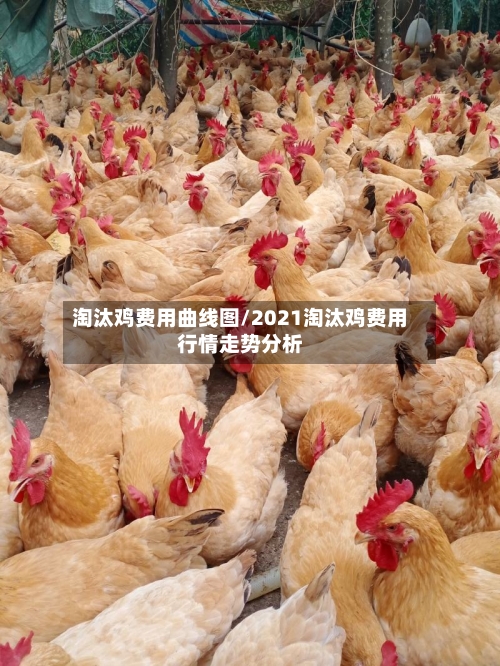 淘汰鸡费用曲线图/2021淘汰鸡费用行情走势分析