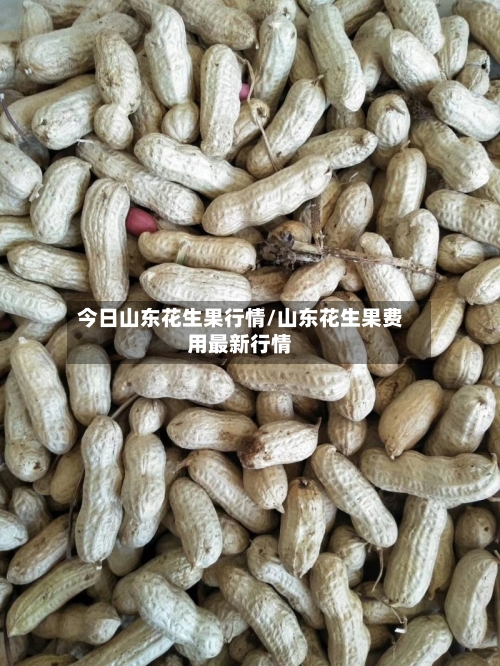 今日山东花生果行情/山东花生果费用最新行情