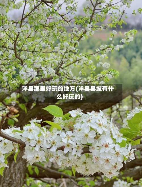 洋县那里好玩的地方(洋县县城有什么好玩的)