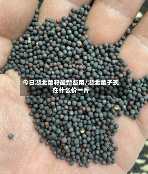 今日湖北菜籽最新费用/湖北菜子现在什么价一斤-第2张图片