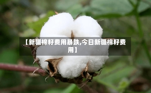 【新疆棉籽费用暴跌,今日新疆棉籽费用】