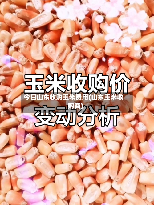 今日山东收购玉米费用(山东玉米收购商)-第2张图片