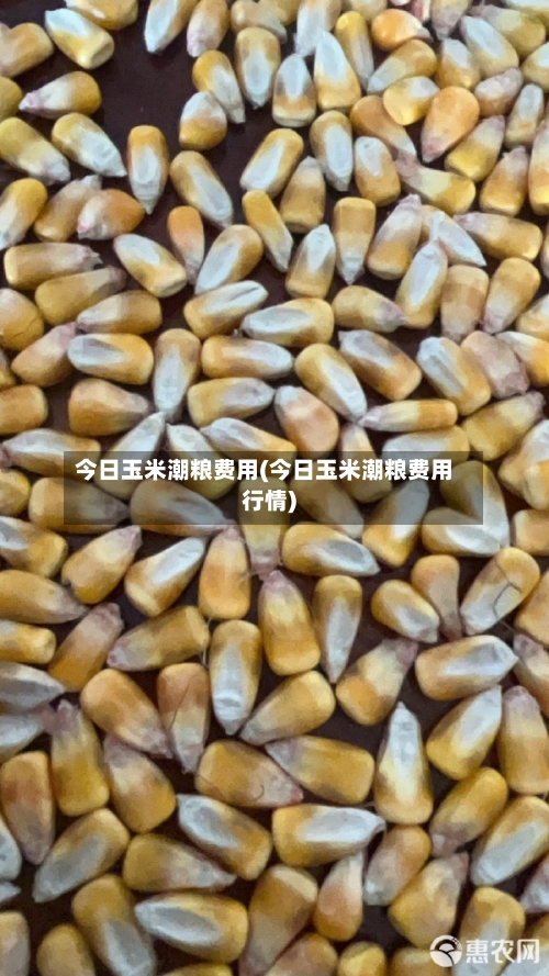 今日玉米潮粮费用(今日玉米潮粮费用行情)-第2张图片