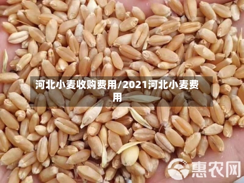 河北小麦收购费用/2021河北小麦费用