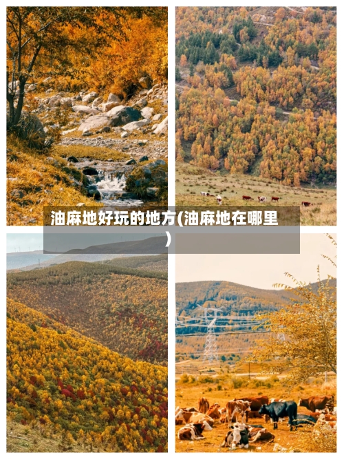 油麻地好玩的地方(油麻地在哪里)