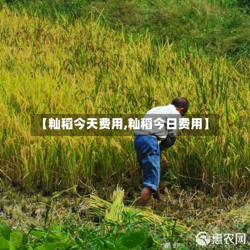 【籼稻今天费用,籼稻今日费用】-第2张图片