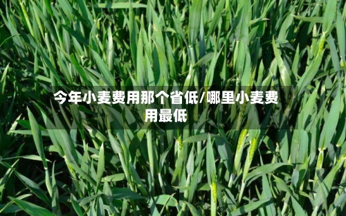 今年小麦费用那个省低/哪里小麦费用最低