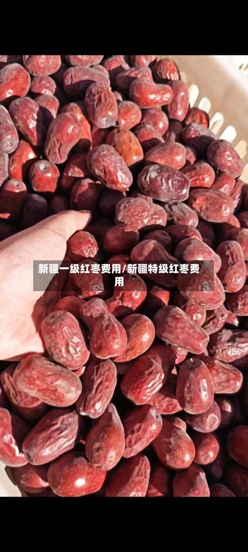 新疆一级红枣费用/新疆特级红枣费用