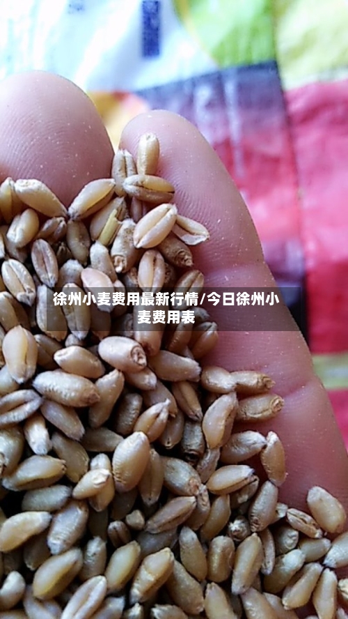 徐州小麦费用最新行情/今日徐州小麦费用表-第3张图片