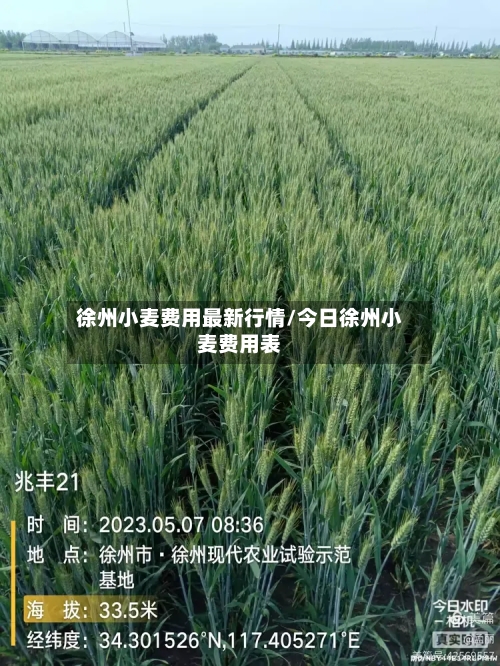 徐州小麦费用最新行情/今日徐州小麦费用表-第2张图片