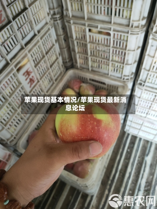 苹果现货基本情况/苹果现货最新消息论坛