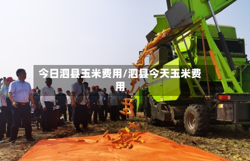 今日泗县玉米费用/泗县今天玉米费用