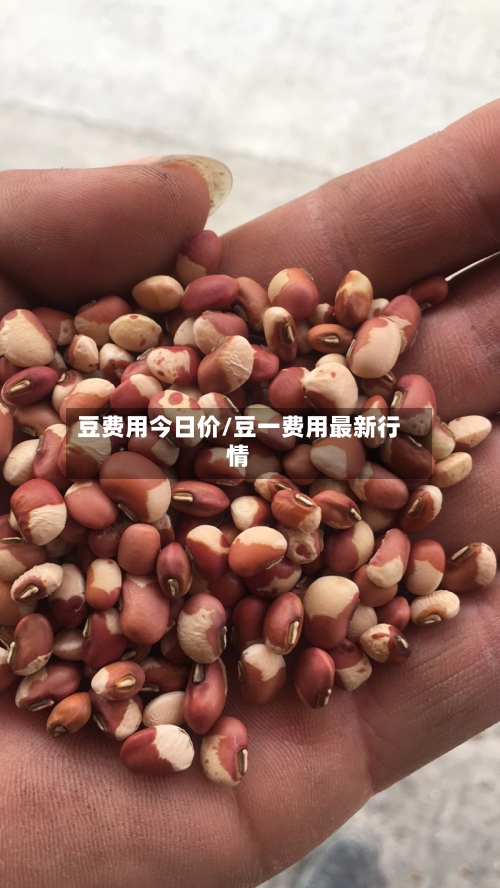 豆费用今日价/豆一费用最新行情-第2张图片