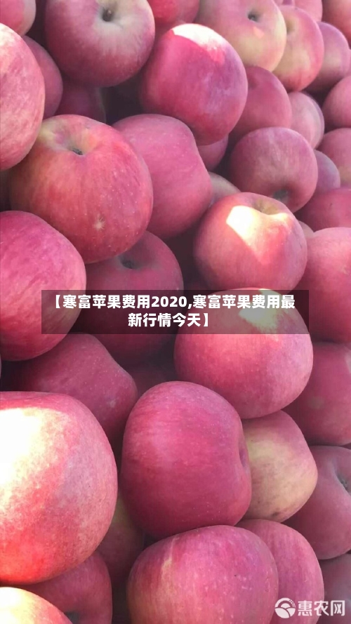 【寒富苹果费用2020,寒富苹果费用最新行情今天】