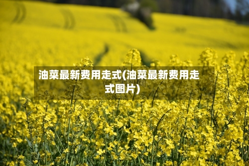 油菜最新费用走式(油菜最新费用走式图片)