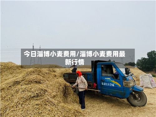 今日淄博小麦费用/淄博小麦费用最新行情